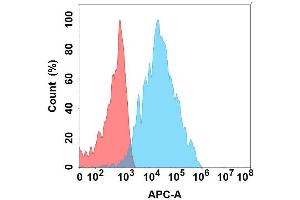 Flow cytometry analysis with Anti-B4G on Expi293 cells transfected with human B4G (Blue histogram) or Expi293 transfected with irrelevant protein (Red histogram).