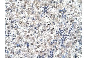 RTN2 antibody was used for immunohistochemistry at a concentration of 4-8 ug/ml. (Reticulon 2 anticorps  (N-Term))