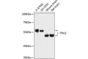 Western blot analysis of extracts of various cell lines using TPH2 Polyclonal Antibody at dilution of 1:3000. (Tryptophan Hydroxylase 2 anticorps)