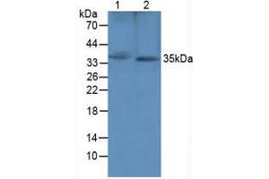 Figure. (SFRP1 anticorps  (AA 8-153))