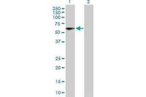Western Blot analysis of NTN5 expression in transfected 293T cell line by NTN5 MaxPab polyclonal antibody. (Netrin 5 anticorps  (AA 1-489))