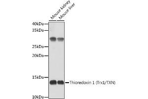 Western blot analysis of extracts of Rat liver, using Thioredoxin 1 (Trx1/TXN) antibody (ABIN6133954, ABIN6149719, ABIN6149721 and ABIN6213598) at 1:500 dilution. (TXN anticorps  (AA 1-100))
