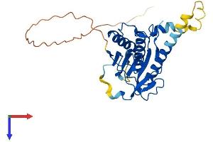 AlphaFold protein structure predicition of Human Recombinant MAD2L1BP Protein, UniprotID Q15013
