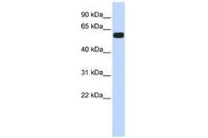 Image no. 1 for anti-Hypermethylated in Cancer 2 (HIC2) (AA 252-301) antibody (ABIN6740321) (HIC2 anticorps  (AA 252-301))
