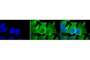Immunocytochemistry/Immunofluorescence analysis using Mouse Anti-Hsc70 (Hsp73) Monoclonal Antibody, Clone 1F2-H5 (ABIN361800 and ABIN361801).