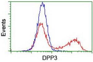 HEK293T cells transfected with either RC219658 overexpress plasmid (Red) or empty vector control plasmid (Blue) were immunostained by anti-DPP3 antibody (ABIN2454826), and then analyzed by flow cytometry. (DPP3 anticorps)