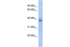 Western Blotting (WB) image for anti-Zinc Finger Protein 625 (ZNF625) antibody (ABIN2458447) (ZNF625 anticorps)