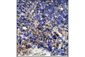 Image no. 3 for anti-Protein tyrosine Phosphatase, Receptor Type, C (PTPRC) (AA 1252-1282), (C-Term) antibody (ABIN357138)
