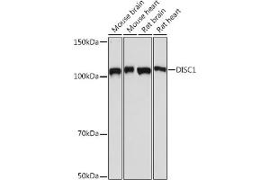 Western blot analysis of extracts of various cell lines, using DISC1 Rabbit mAb (ABIN7266799) at 1:1000 dilution. (DISC1 anticorps)