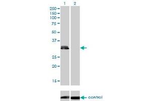 Western blot analysis of PLSCR3 over-expressed 293 cell line, cotransfected with PLSCR3 Validated Chimera RNAi (Lane 2) or non-transfected control (Lane 1). (PLSCR3 anticorps  (AA 1-295))