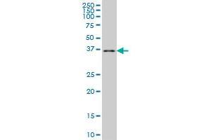 POMZP3 monoclonal antibody (M02), clone 2E7 Western Blot analysis of POMZP3 expression in K-562 . (POMZP3 anticorps  (AA 64-116))