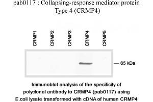 Image no. 2 for anti-Dihydropyrimidinase-Like 3 (DPYSL3) (C-Term) antibody (ABIN347041) (DPYSL3 anticorps  (C-Term))