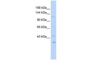 WWP1 antibody used at 1 ug/ml to detect target protein. (WWP1 anticorps  (N-Term))