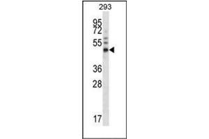 Western blot analysis of FOXA1 / TCF3A Antibody (Center) in 293 cell line lysates (35ug/lane). (FOXA1 anticorps  (Middle Region))