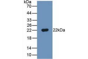 Western Blot; Sample: Recombinant FTH, Mouse. (FTH1 anticorps  (AA 1-182))