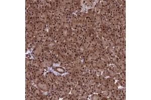 Immunohistochemical staining of human pancreas with C14orf166 polyclonal antibody  shows strong nuclear and cytoplasmic positivity in exocrine glandular cells at 1:200-1:500 dilution. (C14orf166 anticorps)