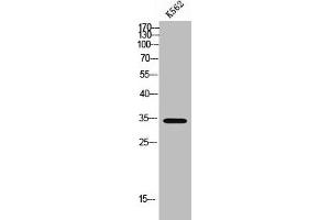 Western Blot analysis of K562 cells using Olfactory receptor 4L1 Polyclonal Antibody