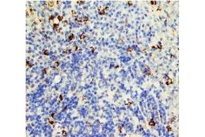 Paraffin Rat Spleen tissue lysate stained with CD95 / FAS (FAS anticorps  (N-Term))