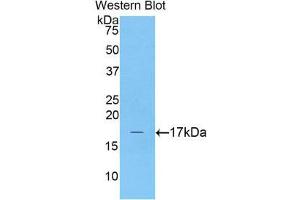 Western Blotting (WB) image for anti-Complexin 2 (CPLX2) (AA 2-134) antibody (ABIN1858479) (CPLX2 anticorps  (AA 2-134))