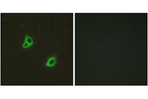 Immunofluorescence (IF) image for anti-G Protein-Coupled Receptor 126 (GPR126) (AA 1091-1140) antibody (ABIN2890792) (G Protein-Coupled Receptor 126 anticorps  (AA 1091-1140))
