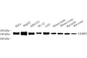 Western blot analysis of CEBPZ (ABIN7073360) at dilution of 1: 500 (CEBPZ anticorps)