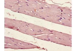 Immunohistochemistry of paraffin-embedded human skeletal muscle tissue using ABIN7162903 at dilution of 1:100 (PER1 anticorps  (AA 1-294))