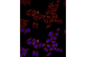 Immunofluorescence analysis of HeLa cells using TSFM Rabbit mAb (ABIN7271021) at dilution of 1:100 (40x lens). (TSFM anticorps)