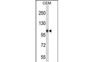 Western blot analysis of ITGB3 Antibody (C-term) (ABIN652616 and ABIN2842411) in CEM cell line lysates (35 μg/lane). (Integrin beta 3 anticorps  (C-Term))
