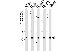 Western blot analysis of lysates from A549, Hela, HepG2, HL-60 cell line and human liver tissue lysate(from left to right), using COX6B1 Antibody (N-term) (ABIN6243632 and ABIN6577406). (COX6B1 anticorps  (N-Term))