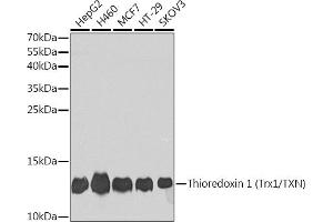 Western blot analysis of extracts of various cell lines, using Thioredoxin 1 (Trx1/Thioredoxin 1 (Trx1/TXN)) antibody (ABIN7270798) at 1:1000 dilution. (TXN anticorps  (C-Term))