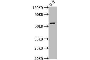 Western Blot Positive WB detected in: U87 whole cell lysate All lanes: PRAMEF17 antibody at 1:2000 Secondary Goat polyclonal to rabbit IgG at 1/50000 dilution Predicted band size: 55 kDa Observed band size: 55 kDa (PRAMEF17 anticorps  (AA 69-259))