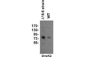 Image no. 1 for anti-Chaperone Protein DnaK (DNAK2) antibody (ABIN334577)