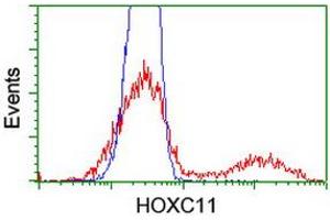 Image no. 3 for anti-Homeobox C11 (HOXC11) (AA 1-304) antibody (ABIN1490735) (HOXC11 anticorps  (AA 1-304))