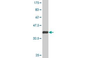 Western Blot detection against Immunogen (36.