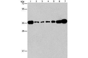 Western Blot analysis of Lovo, A431, A549, hela, hepG2 and Raji cell, Mouse brain tissue using CRKL Polyclonal Antibody at dilution of 1:550 (CrkL anticorps)
