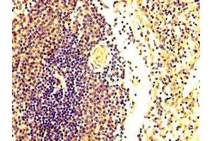 IHC image of ABIN7152598 diluted at 1:300 and staining in paraffin-embedded human spleen tissue performed on a Leica BondTM system.