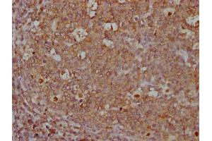 IHC image of ABIN7167502 diluted at 1:500 and staining in paraffin-embedded human tonsil tissue performed on a Leica BondTM system. (CD45 anticorps  (AA 24-575))