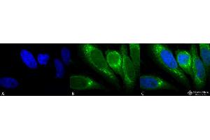 Immunocytochemistry/Immunofluorescence analysis using Mouse Anti-GRP78 Monoclonal Antibody, Clone 1H11-1H7 . (GRP78 anticorps  (HRP))