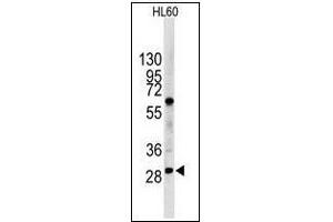 Western blot analysis of LIN28B in HL60 cell line lysates (35 µg/lane). (LIN28B anticorps  (N-Term))