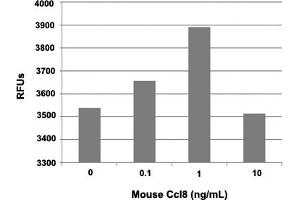 Human THP-1 cells were allowed to migrate to mouse Ccl8 at (0, 0. (CCL8 Protéine)