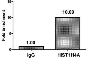 Chromatin Immunoprecipitation Hela (4*10 6 , treated with 30 mM sodium butyrate for 4h) were treated with Micrococcal Nuclease, sonicated, and immunoprecipitated with 8 μg anti-HIST1H4A (ABIN7139167) or a control normal rabbit IgG. (HIST1H4A anticorps  (acLys16))