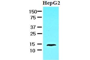 Western Blotting (WB) image for anti-Fatty Acid Binding Protein 1, Liver (FABP1) antibody (ABIN306473)