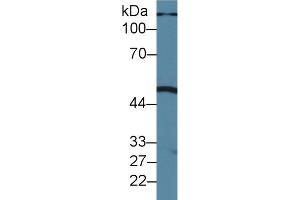 Western blot analysis of Pig Liver lysate, using Human PLA1 Antibody (1. (PLA1A anticorps  (AA 309-452))