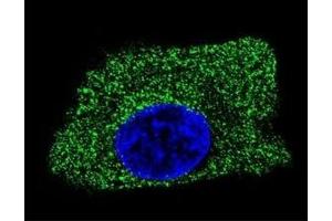 Confocal immunofluorescent analysis of LAMP2 antibody with HepG2 cells followed by Alexa Fluor 488-conjugated goat anti-mouse lgG (green). (LAMP2 anticorps)