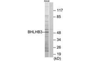 Western blot analysis of extracts from RAW264. (BHLHE41 anticorps  (AA 1-50))