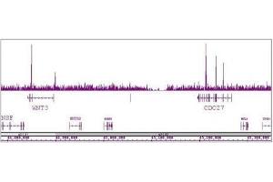 TCF7L1 / TCF3 antibody (pAb) tested by ChIP-Seq. (TCF7L1 anticorps  (N-Term))