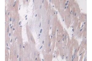 Detection of ANGPT1 in Rat Heart Tissue using Polyclonal Antibody to Angiopoietin 1 (ANGPT1)