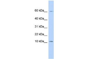 WB Suggested Anti-PI3 Antibody Titration:  0. (PI3 anticorps  (N-Term))