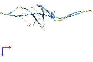 AlphaFold protein structure predicition of Mouse Recombinant Erc1 Protein, UniprotID Q99MI1