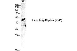 Western Blot (WB) analysis of 3T3 lysis using Phospho-p47-phox (S345) antibody. (NCF1 anticorps  (pSer345))
